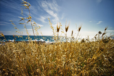 Italy, View of Wild Oat at Ionean sea - DIKF000042