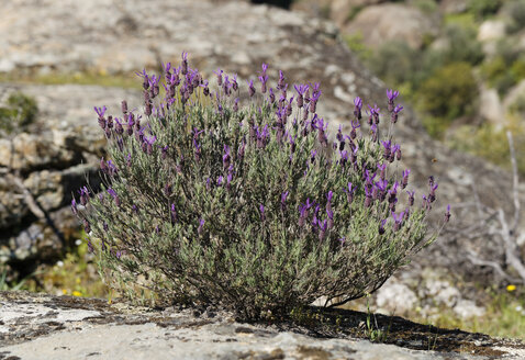 Turkey, Topped lavender flower at Lake Bafa Nature Park - SIEF004168