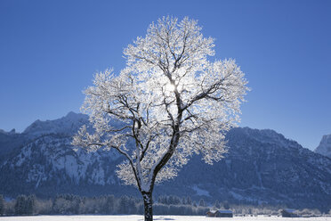 Deutschland, Bayern, Frostbaum in Schwangau - SIEF004124