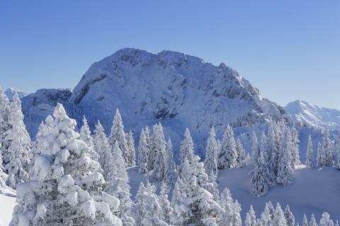 Deutschland, Bayern, Schneebedeckte Fichten am Tegelberg, lizenzfreies Stockfoto