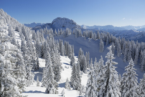 Deutschland, Bayern, Schneebedeckte Fichten am Tegelberg - SIEF004148