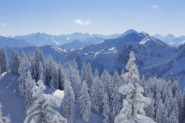 Deutschland, Bayern, Schneebedeckte Fichten am Tegelberg - SIEF004149