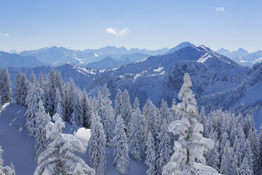 Germany, Bavaria, Snow covered spruces at Tegelberg Mountain - SIEF004149