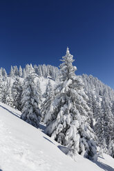 Deutschland, Bayern, Schneebedeckte Fichten am Tegelberg - SIEF004150