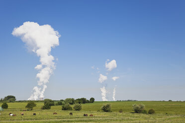 Deutschland, Nordrhein-Westfalen, Blick auf ein Pferd auf einem Feld, im Hintergrund ein Kraftwerk - GWF002335