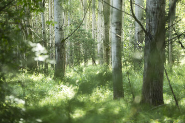 Deutschland, Bayern, Blick auf den Bayerischen Wald - MAE006976