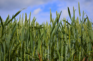 Germany, Hesse, View of wheat field - MHF000196