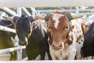 USA, Texas, Viehzucht - ABAF000964