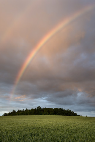 Deutschland, Baden Württemberg, Konstanz, Blick auf Weizenfeld mit Regenbogen, lizenzfreies Stockfoto