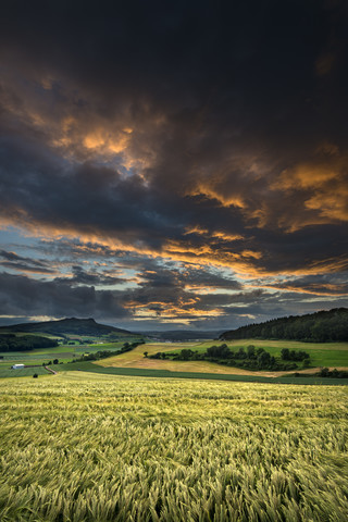 Germany, Baden Wuerttemberg, Constance, View of wheat field in sunset stock photo