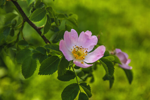 Pink Christmas rose (Helleborus niger) - MOF000188