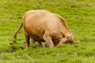 Ireland, Cattle grazing gras - SR000317