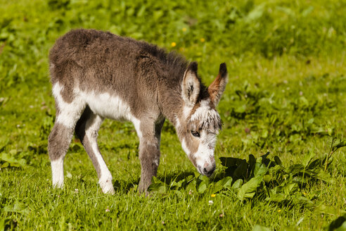 Ireland, Donkey grazing grass - SR000323