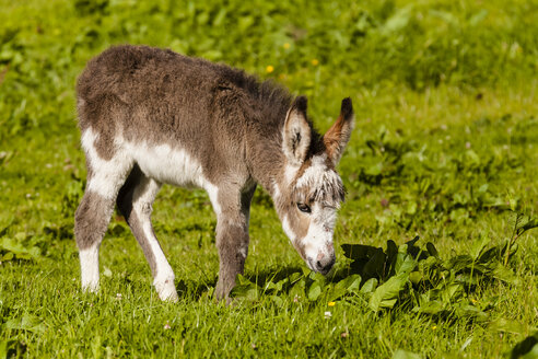 Irland, Esel grasen Gras - SR000323