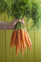 Human hand holding bunch of carrots, close up - ECF000291