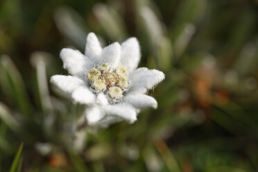 Österreich, Edelweißblüte, Nahaufnahme - GFF000177