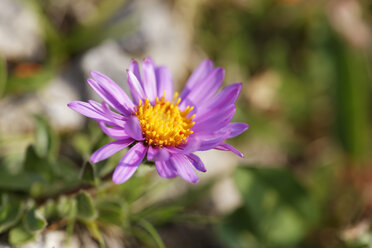 Österreich, Alpenasterblüte, Nahaufnahme - GFF000157