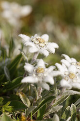 Österreich, Edelweißblüten, Nahaufnahme - GFF000158