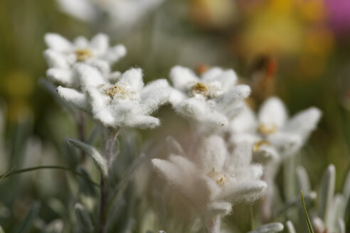 Österreich, Edelweißblüten, Nahaufnahme - GFF000160