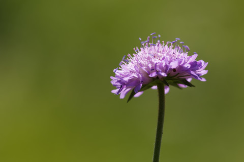 Österreich, Blüte des Ackerscharbockskrauts, Nahaufnahme, lizenzfreies Stockfoto