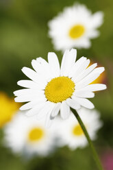 Österreich, Wiesenschaumkrautblüten, Nahaufnahme - GFF000173