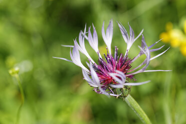 Österreich, Montane Knapweed Blüte, Nahaufnahme - GFF000172