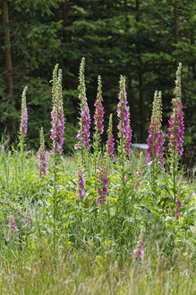 Österreich, Lila Fingerhutblüten, Nahaufnahme - GFF000170