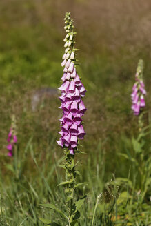 Österreich, Lila Fingerhutblüten, Nahaufnahme - GFF000169