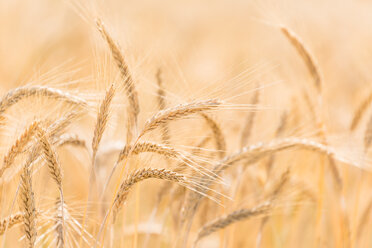 Germany, Close up of barley ears in field - EJWF000240