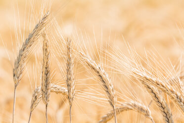 Germany, Close up of barley ears in field - EJWF000241