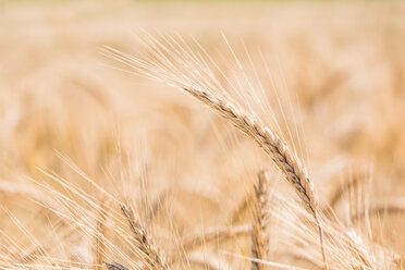 Germany, Close up of wheat ears in field - EJWF000237