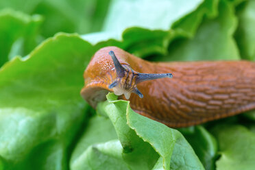 Schnecke frisst Salatblatt, Nahaufnahme - EJWF000235