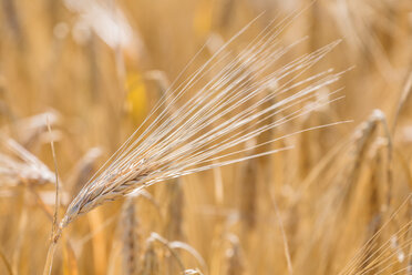 Germany, Close up of barley ears in field - EJWF000244