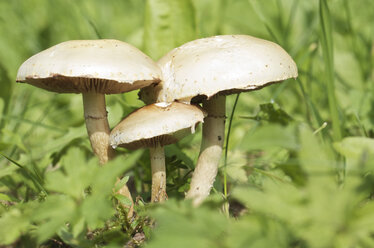 Germany, Hesse, Champignon mushroom in grass - MHF000199