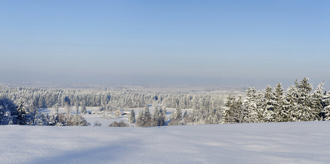 Deutschland, Blick auf einen schneebedeckten Baum im Winter - LB000211