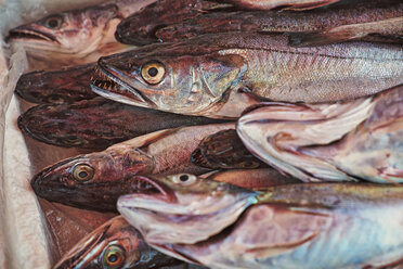 Italien, Apulien, Frischer Fisch Seehecht auf dem Markt - DIK000057