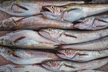 Italy, Apulia, Fresh codfish in market - DIK000055