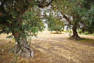 Italien, Apulien, Olivenbäume im Feld - DIK000054