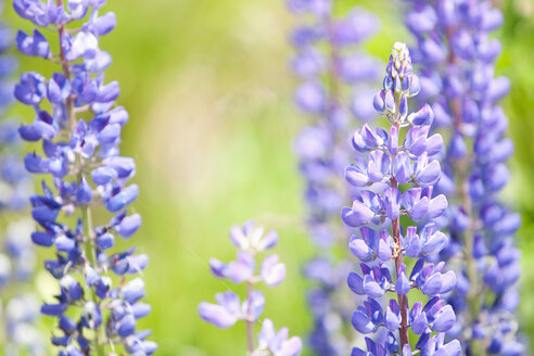 Österreich, Lupinus angustifolius Blumen - FLF000333