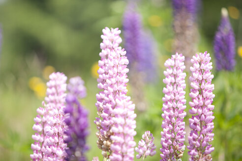 Austria, Lupinus angustifolius flowers - FLF000334