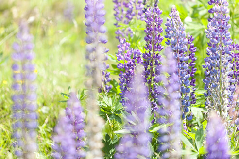 Österreich, Lupinus angustifolius Blumen - FLF000337