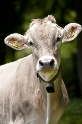 Austria, Milking cow, close up - FLF000339