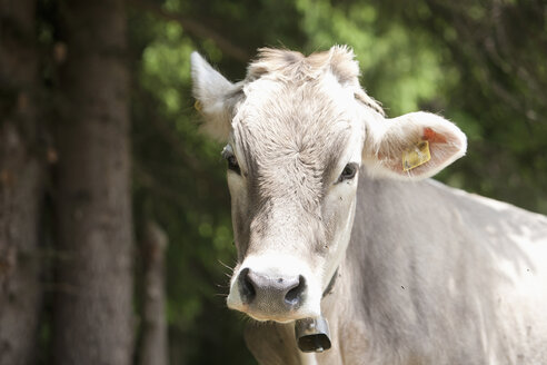 Austria, Milking cow, close up - FLF000340