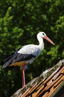 Weißstorch auf dem Dach, Nahaufnahme - HOHF000194