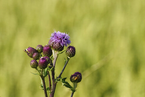 Germany, Creeping thistle flowers, close up - HOHF000192