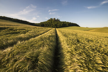 Germany, Baden Wuerttemberg, Constance, View of barley field in hegau landscape - ELF000351