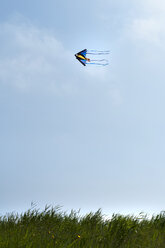 Kite flying at North Sea - OD000265