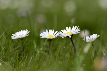 Deutschland, Niedersachsen, Gänseblümchen im grünen Gras - OD000270