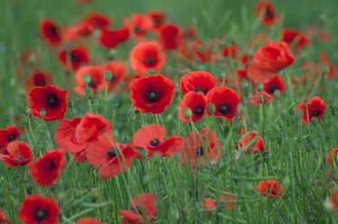 Germany, Lower Saxony, Poppy field - OD000271