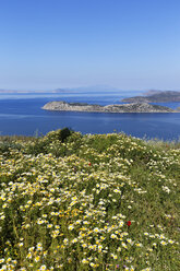 Türkei, Blick auf Girlanden-Chrysantheme an der Küste - SIEF004204